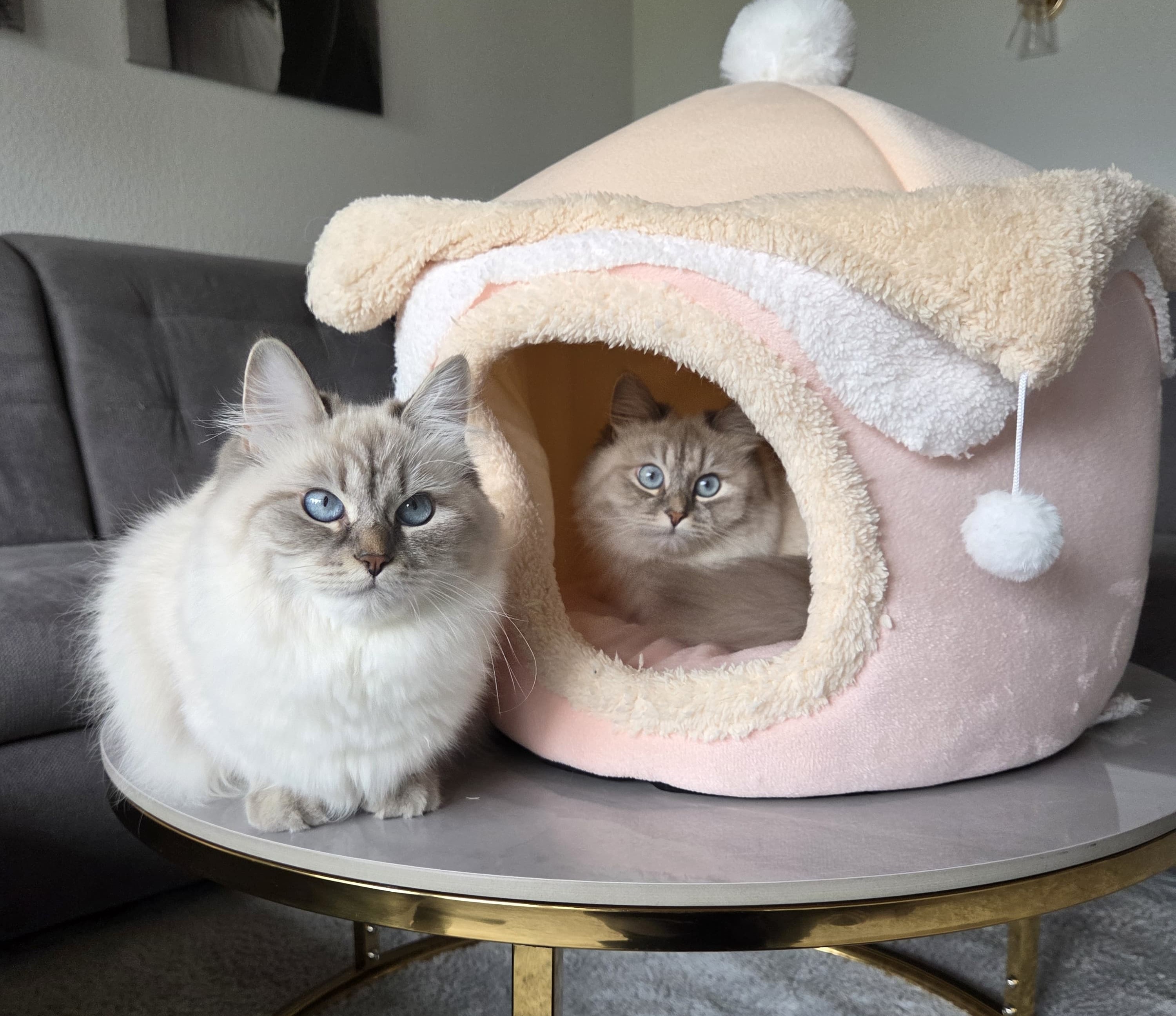 Alltag mit Kira & Kaya – Bild 1