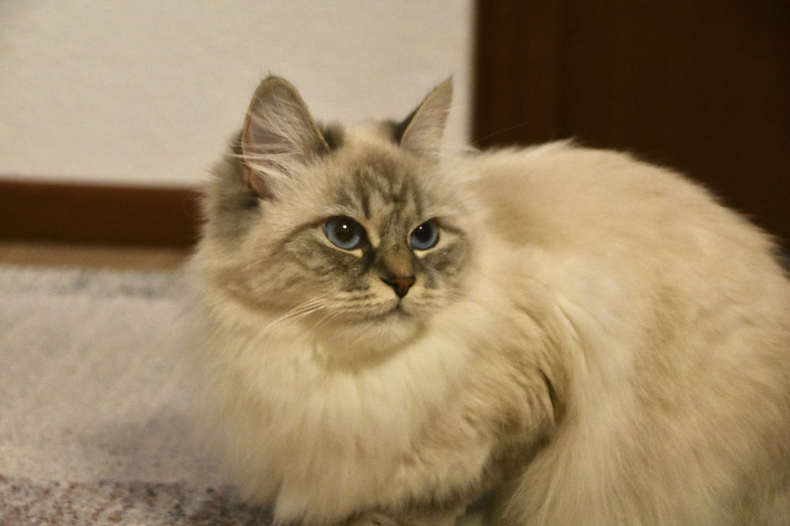 Alltag mit Kira & Kaya – Bild 4