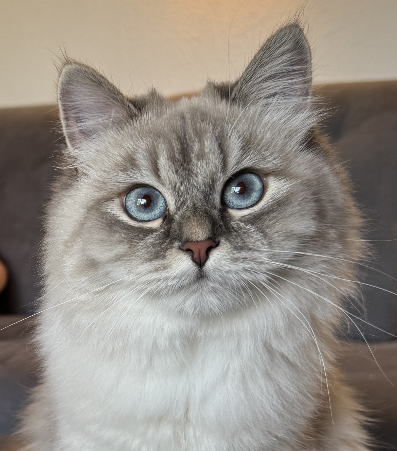 Kaya – Neva Masquarade