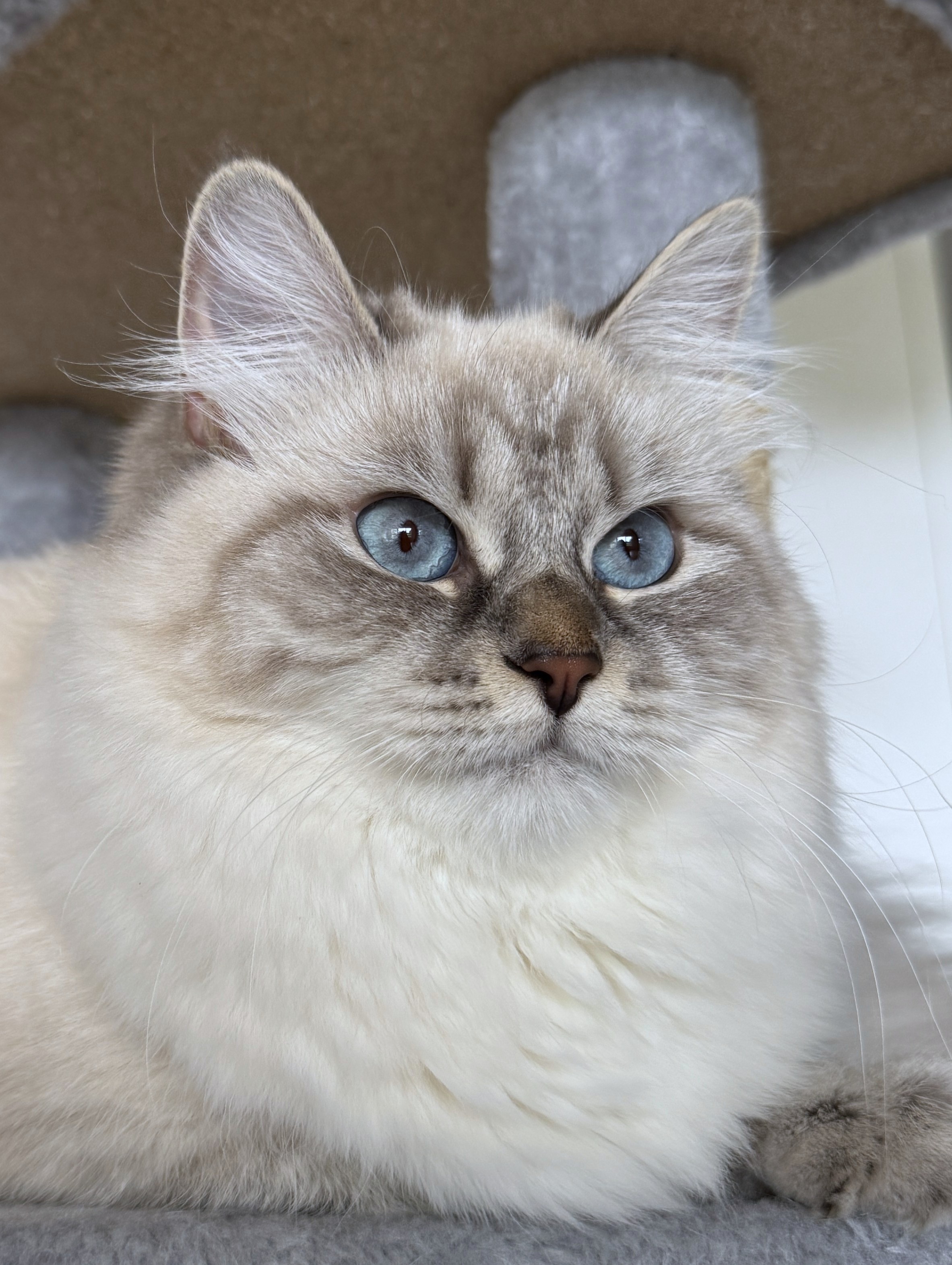 Kira – Neva Masquarade