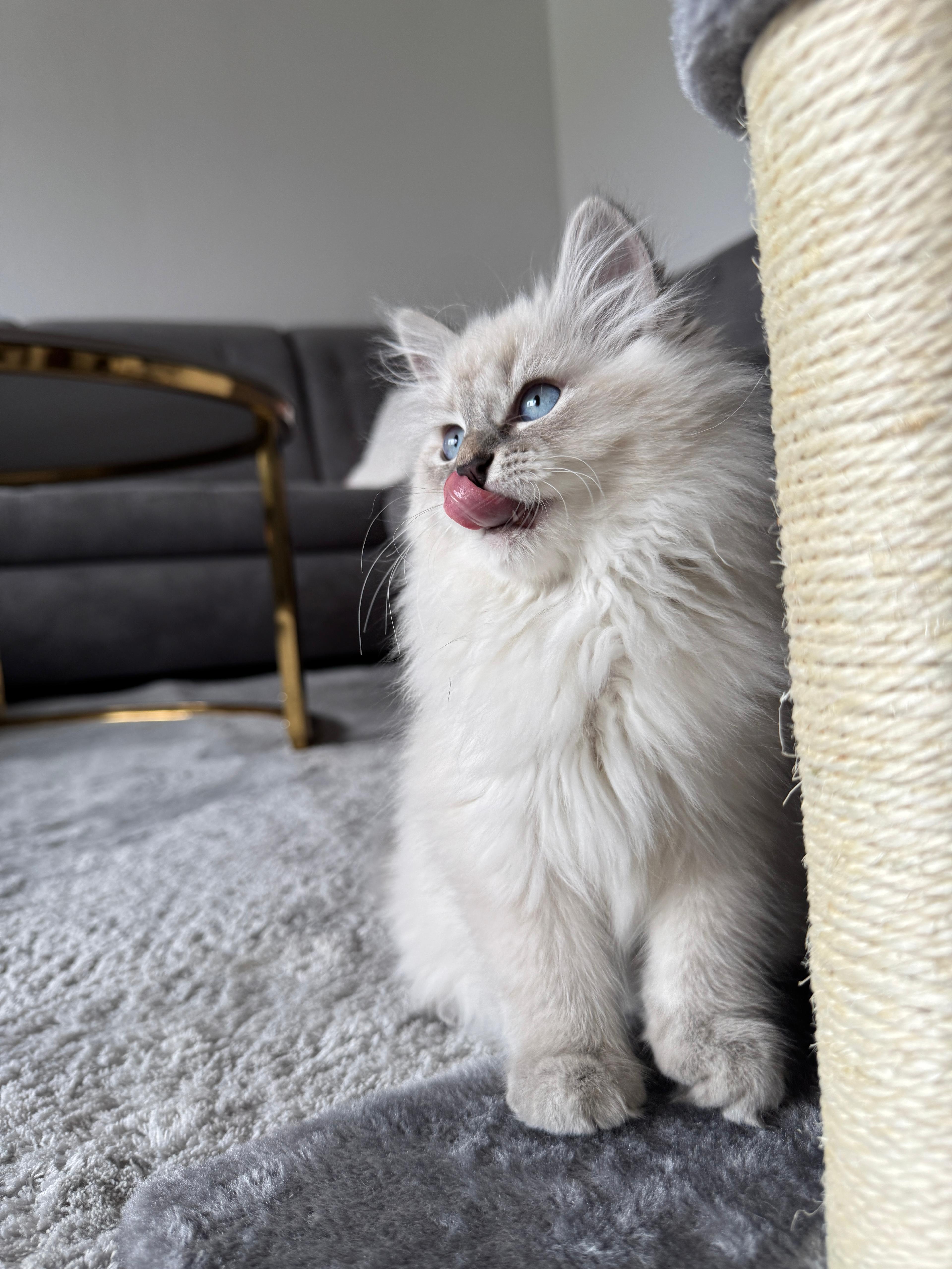 Neva Masquarade Portrait