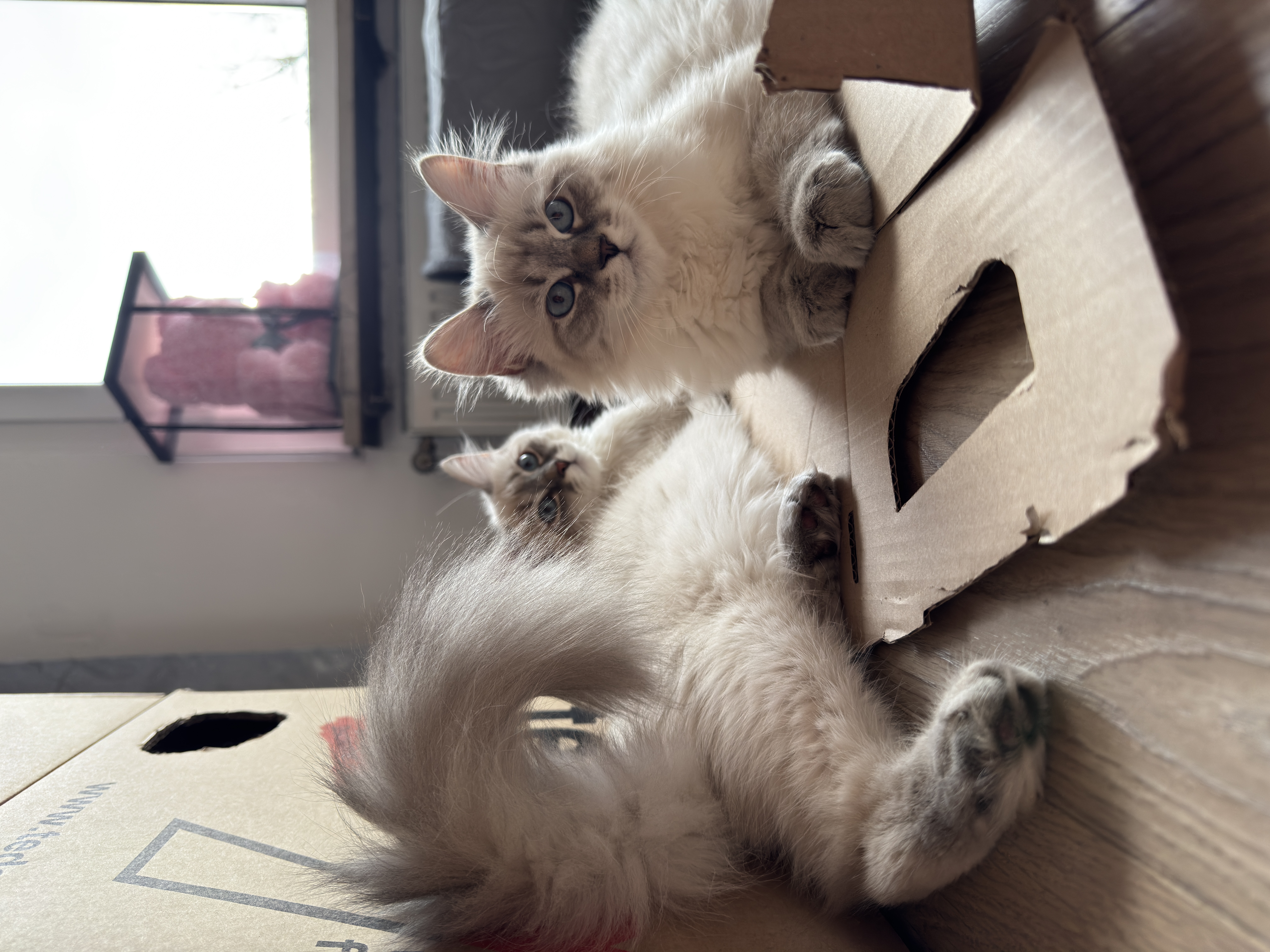 Kira & Kaya im Alltag