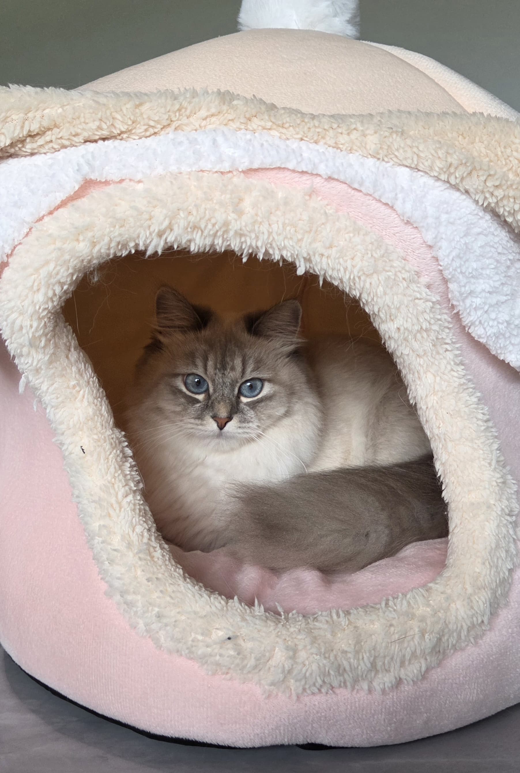 Neva Masquarade – Impression 3