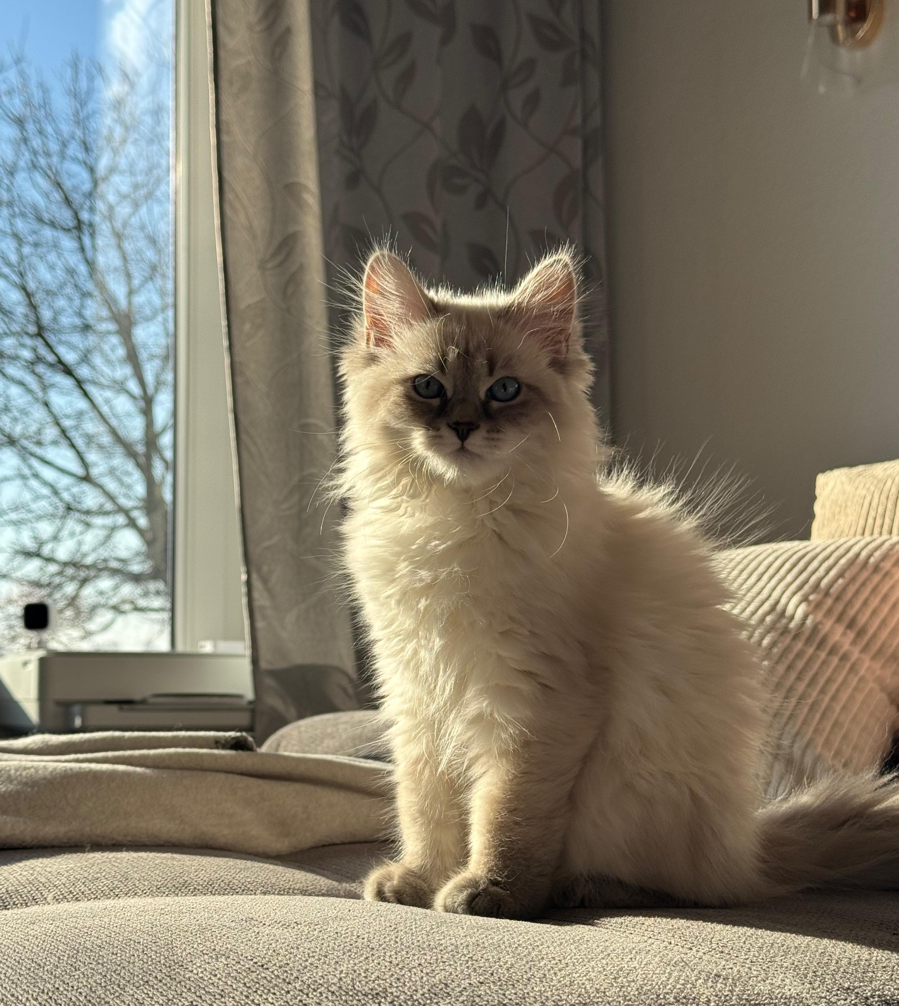 Neva Masquarade – Impression 5